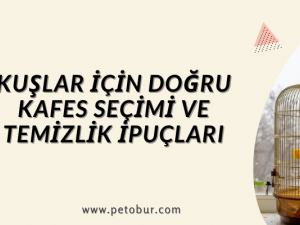 Kuşlar İçin Doğru Kafes Seçimi ve Temizlik İpuçları