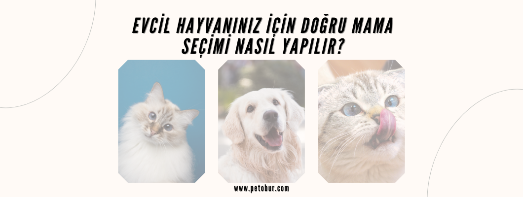 Evcil Hayvanınız İçin Doğru Mama Seçimi Nasıl Yapılır?