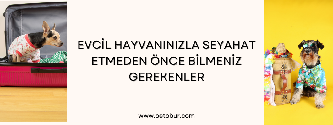 Evcil Hayvanınızla Seyahat Etmeden Önce Bilmeniz Gerekenler