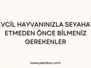 Evcil Hayvanınızla Seyahat Etmeden Önce Bilmeniz Gerekenler
